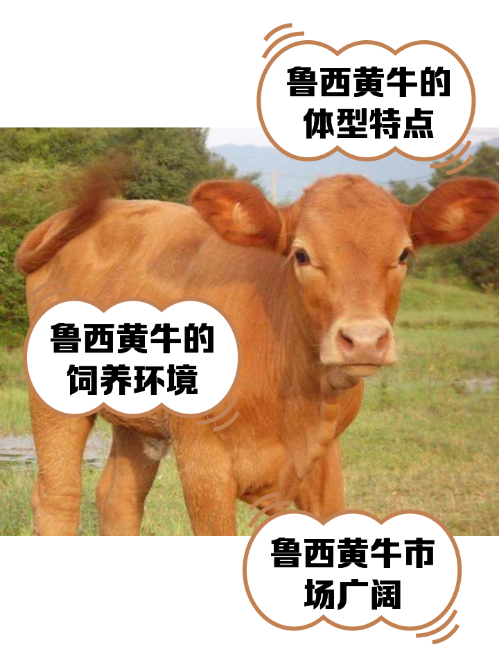 通化最新医保取现黄牛方法分析(最方便真实的通化医保取现黄牛怎么取方法)